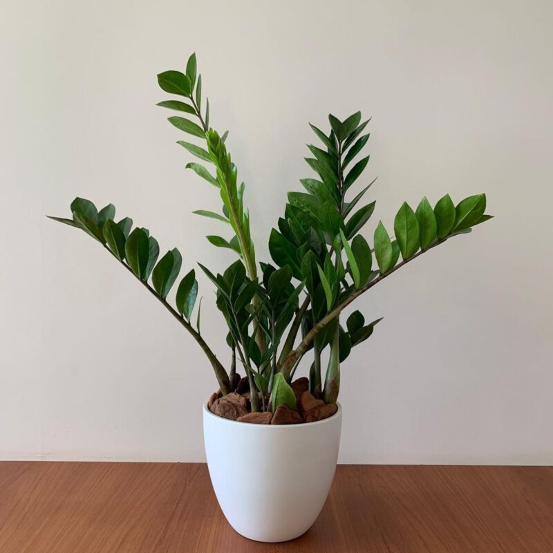 Cây kim tiền trong phong thuỷ phòng khách