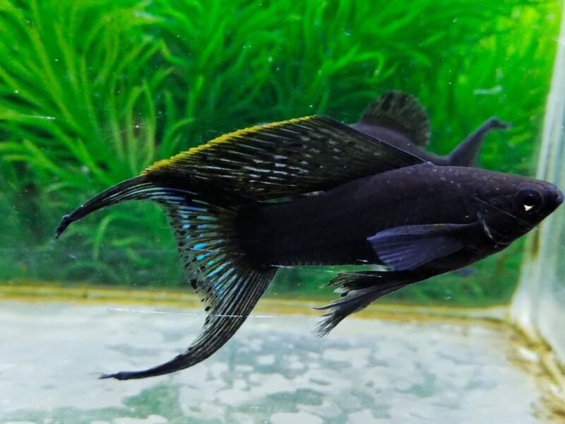 ca phong thuy menh moc