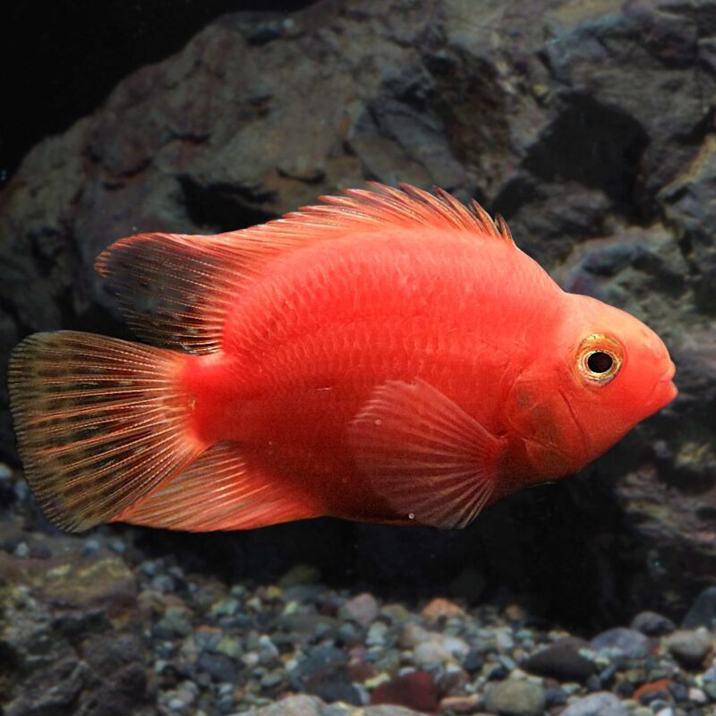 ca phong thuy menh hoa