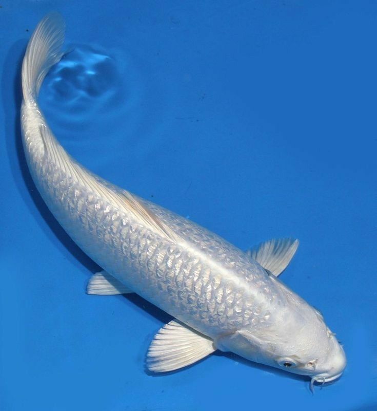 ca phong thuy menh kim