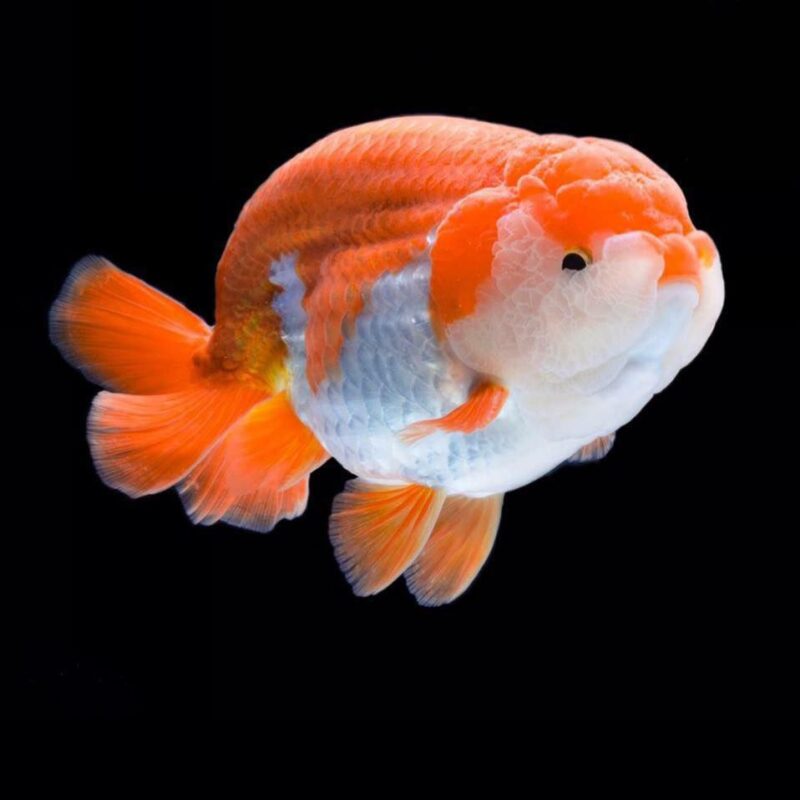 ca phong thuy menh thuy