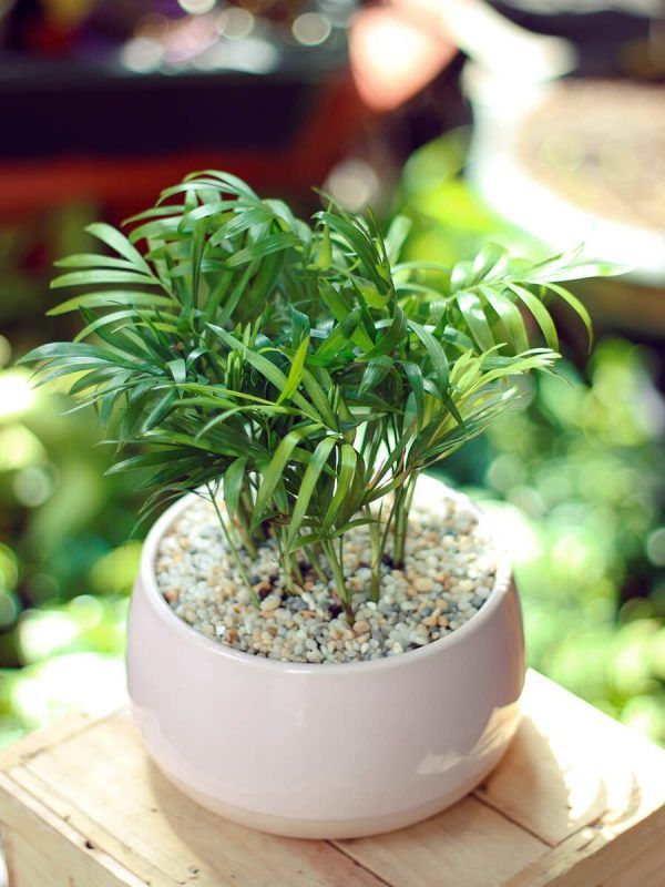 Cây Cau Tiểu Trâm chưng phòng khách mệnh Mộc