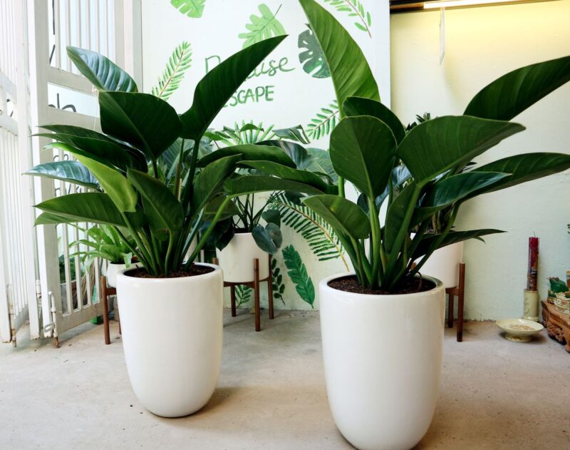 Cây Trầu Bà Đế Vương Xanh phong thủy phòng khách