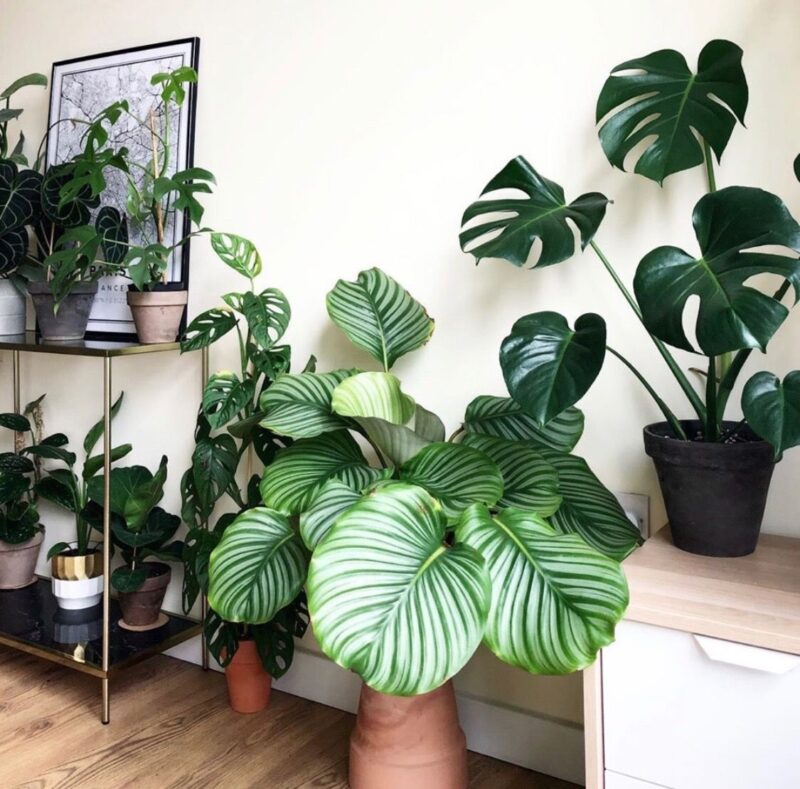 Loại cây này giúp cân bằng năng lượng