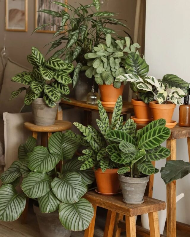 Cây đuôi công xanh chưng cho không gian tiếp khách