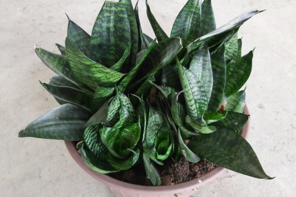 Cây lưỡi hổ đặt trong góc bếp nhỏ gọn