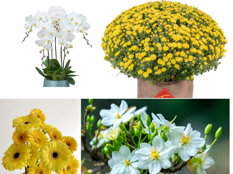 Hoa chưng Tết cho người mệnh Kim