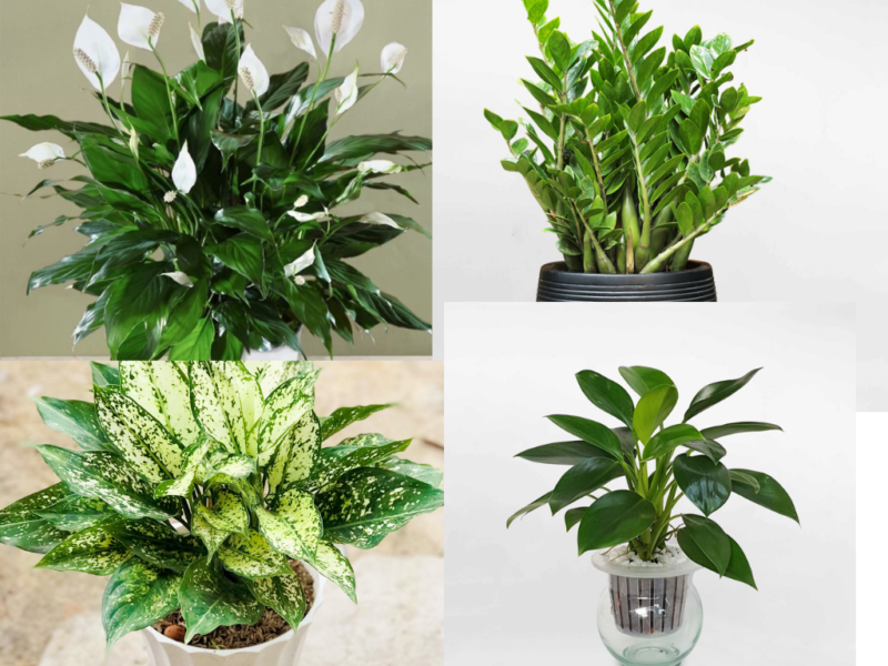 Cây xanh cho người mệnh Thuỷ