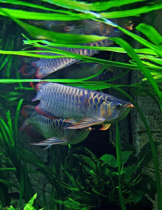 Cá Rồng tạo điểm nhấn mạnh mẽ cho không gian