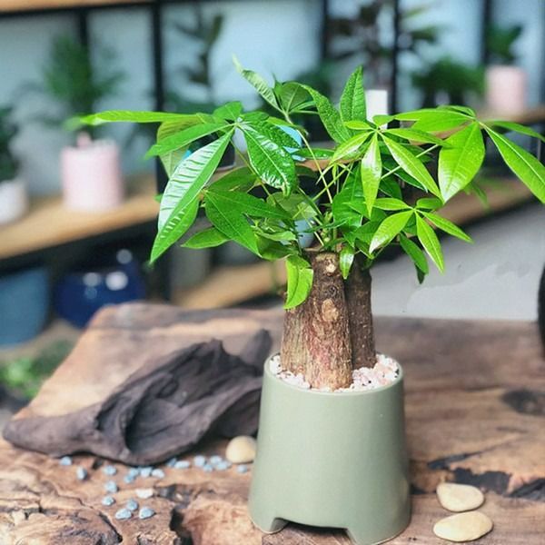 Cây Kim Ngân chưng phòng khách cho người mệnh Mộc dịp Tết 2026