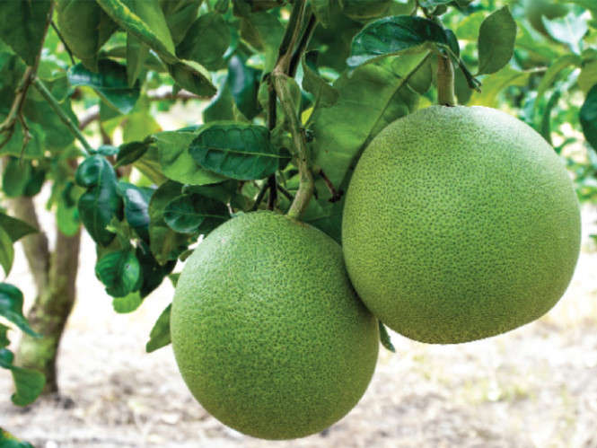 Quả bưởi tròn đặt giữa mâm ngũ quả ngày Tết