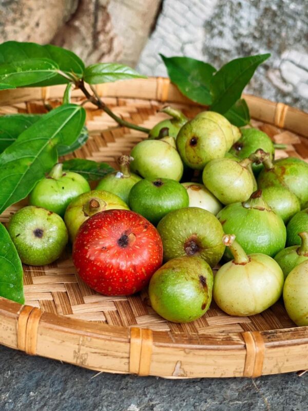 Sung xanh dùng chưng bàn thờ ngày Tết