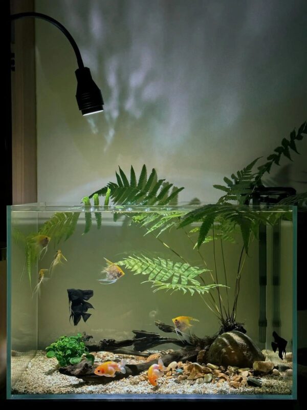 Bố trí bể cá hợp lý trong không gian tiếp khách