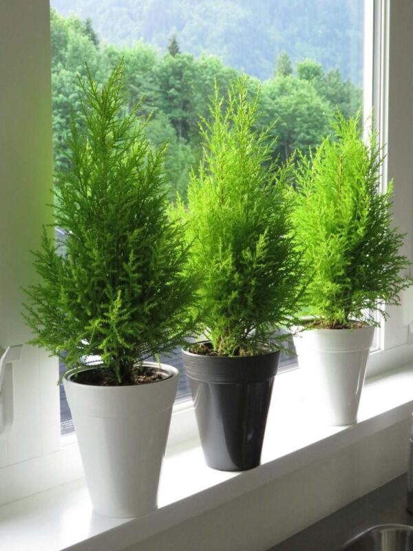 Cây tùng thơm nhỏ đặt gần cửa sổ phòng bếp mệnh thủy