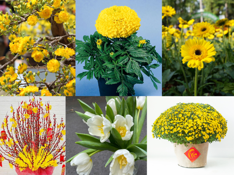 Hoa cây cảnh ngày Tết 