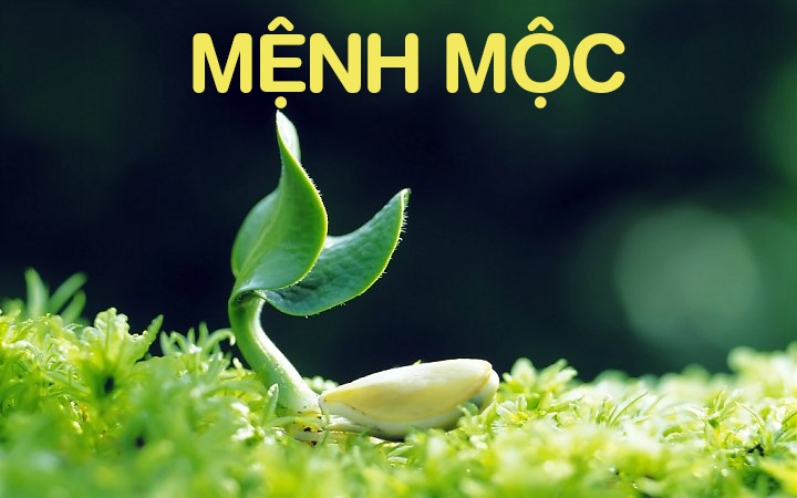Phòng ngủ cho người mệnh mộc