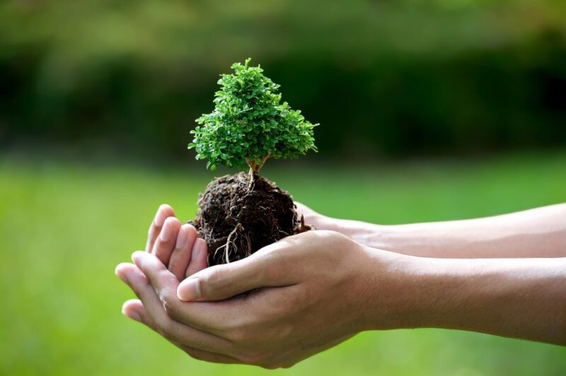 Phong thủy phòng ngủ cho người mệnh Mộc bạn không nên bỏ qua Phòng ngủ cho người mệnh mộc