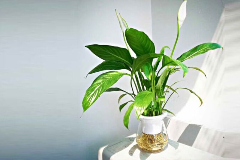 Trồng một số loại cây phù hợp giúp cải thiện chất lượng không khí
