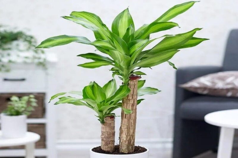 Cách bố trí cây xanh trong phòng khách hợp phong thủy rước may mắn, tài lộc Cây phát tài