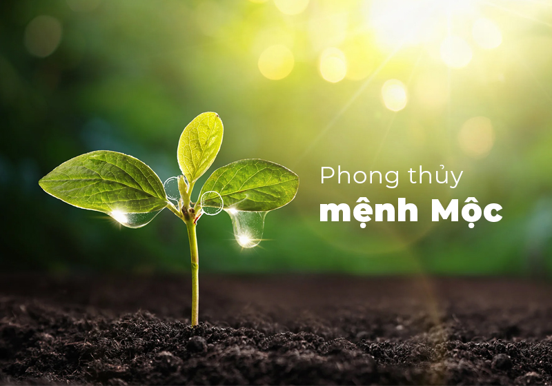 Cách chọn màu nội thất cho người mệnh Mộc chuẩn phong thuỷ Màu nội thất cho người mệnh Mộc